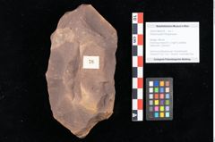 Foto (Objekt + Etikett) von Rhytisma pythii Ettingshausen (NHMW-GEO-2024-0188-0078)